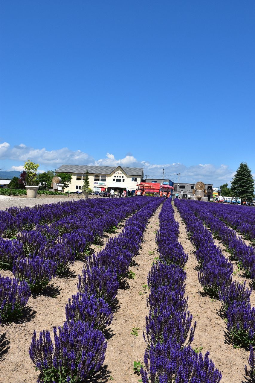 投稿の添付画像