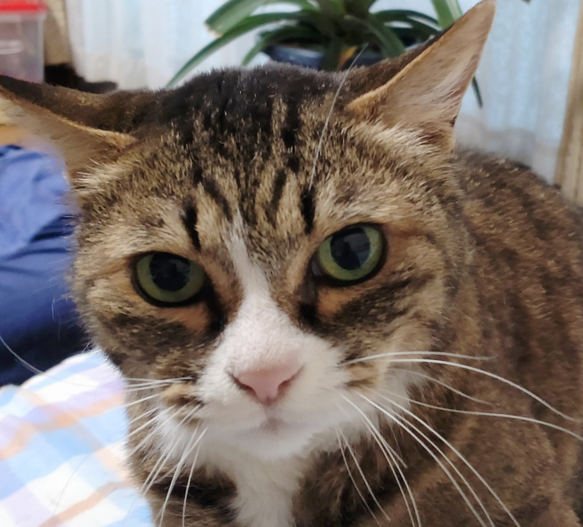 投稿の添付画像