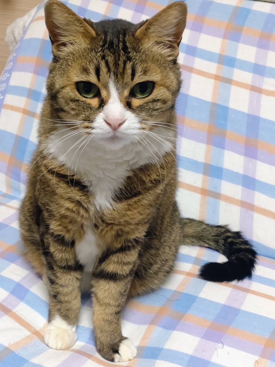 投稿の添付画像