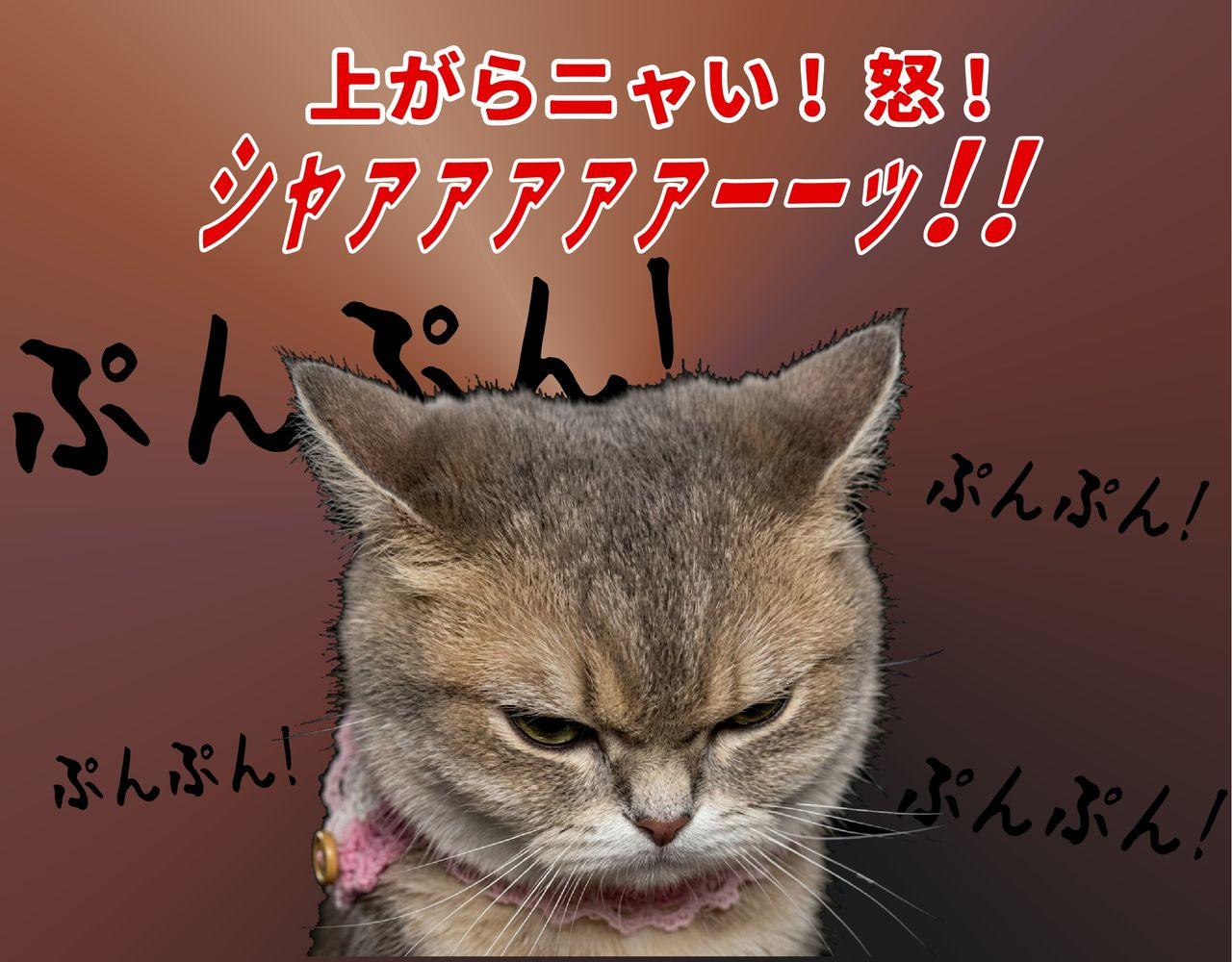 投稿の添付画像