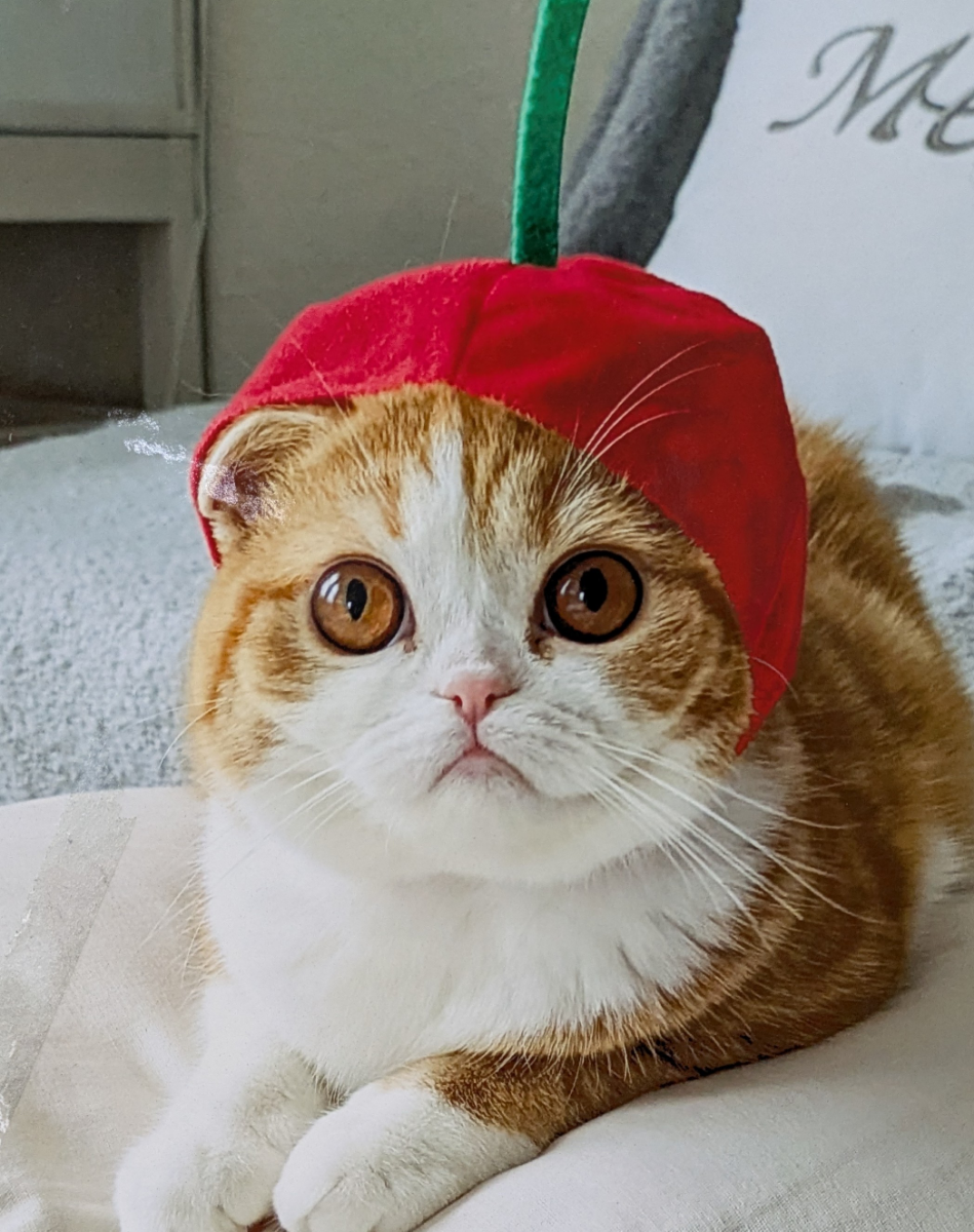 投稿の添付画像