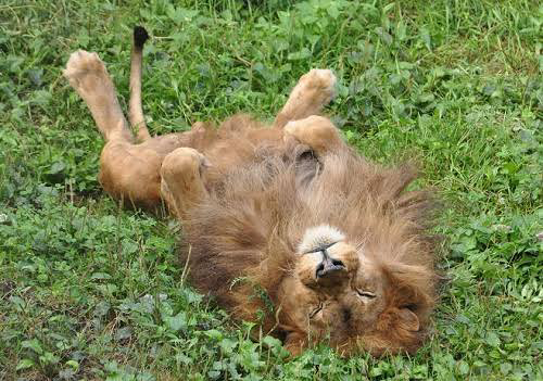 投稿の添付画像