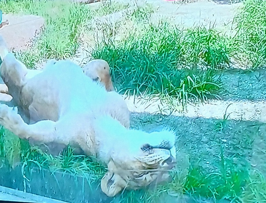 投稿の添付画像