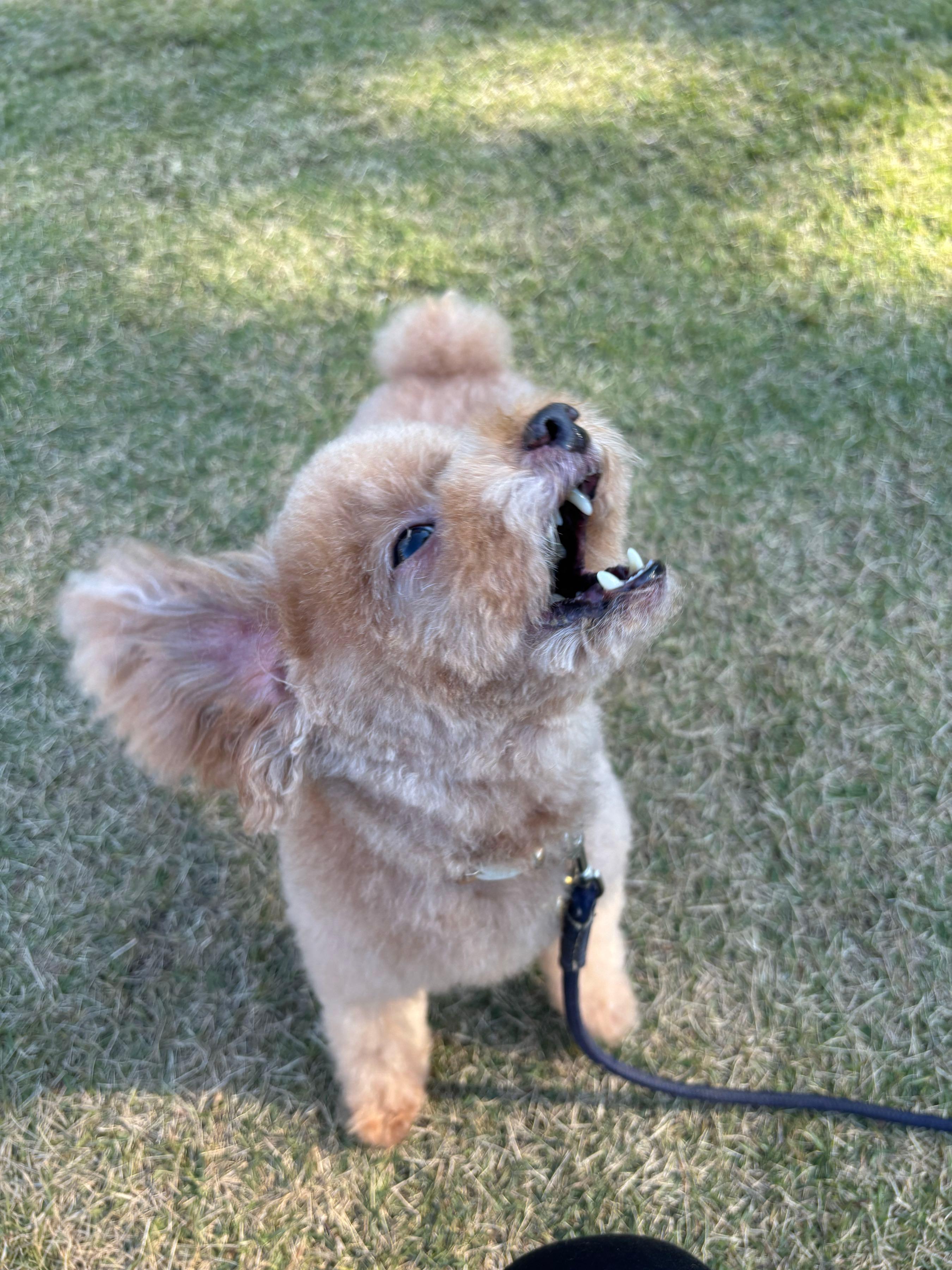 投稿の添付画像