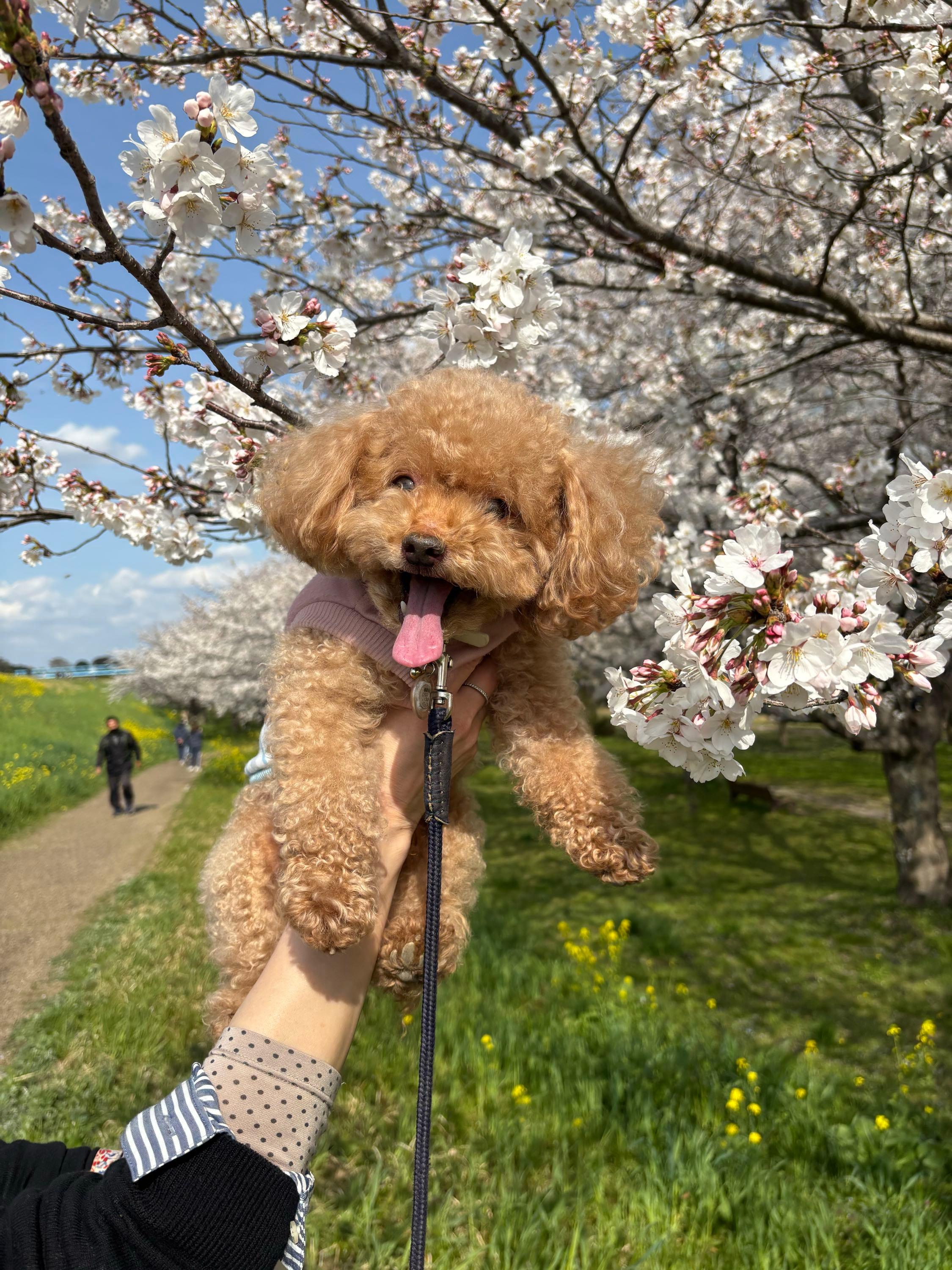 投稿の添付画像
