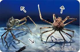 投稿の添付画像