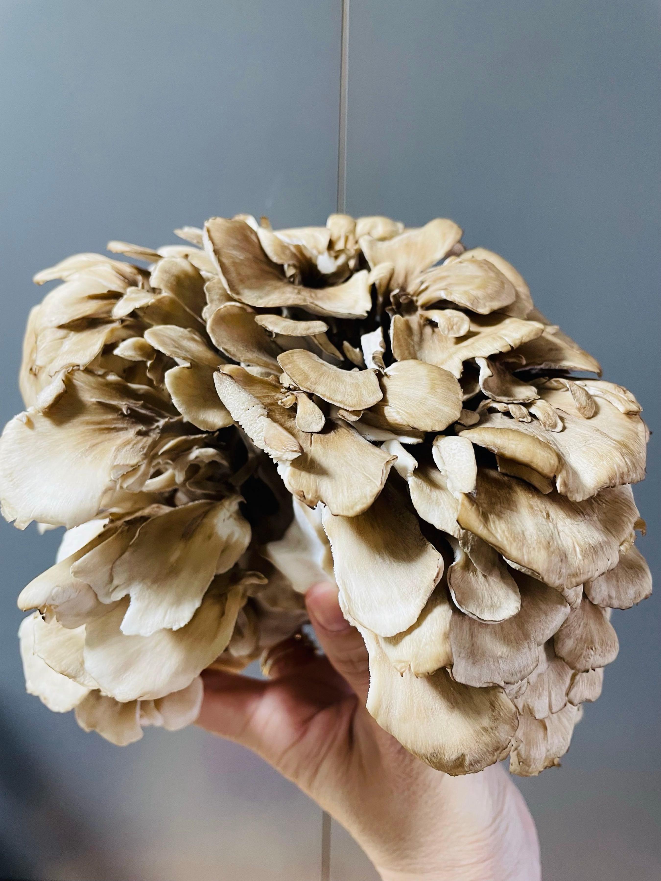 投稿の添付画像