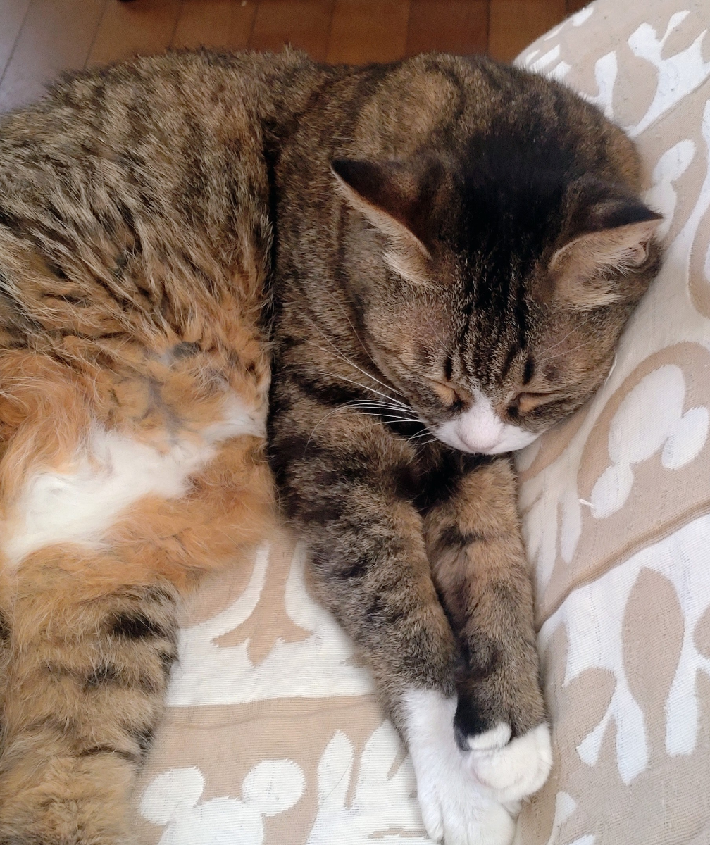 投稿の添付画像