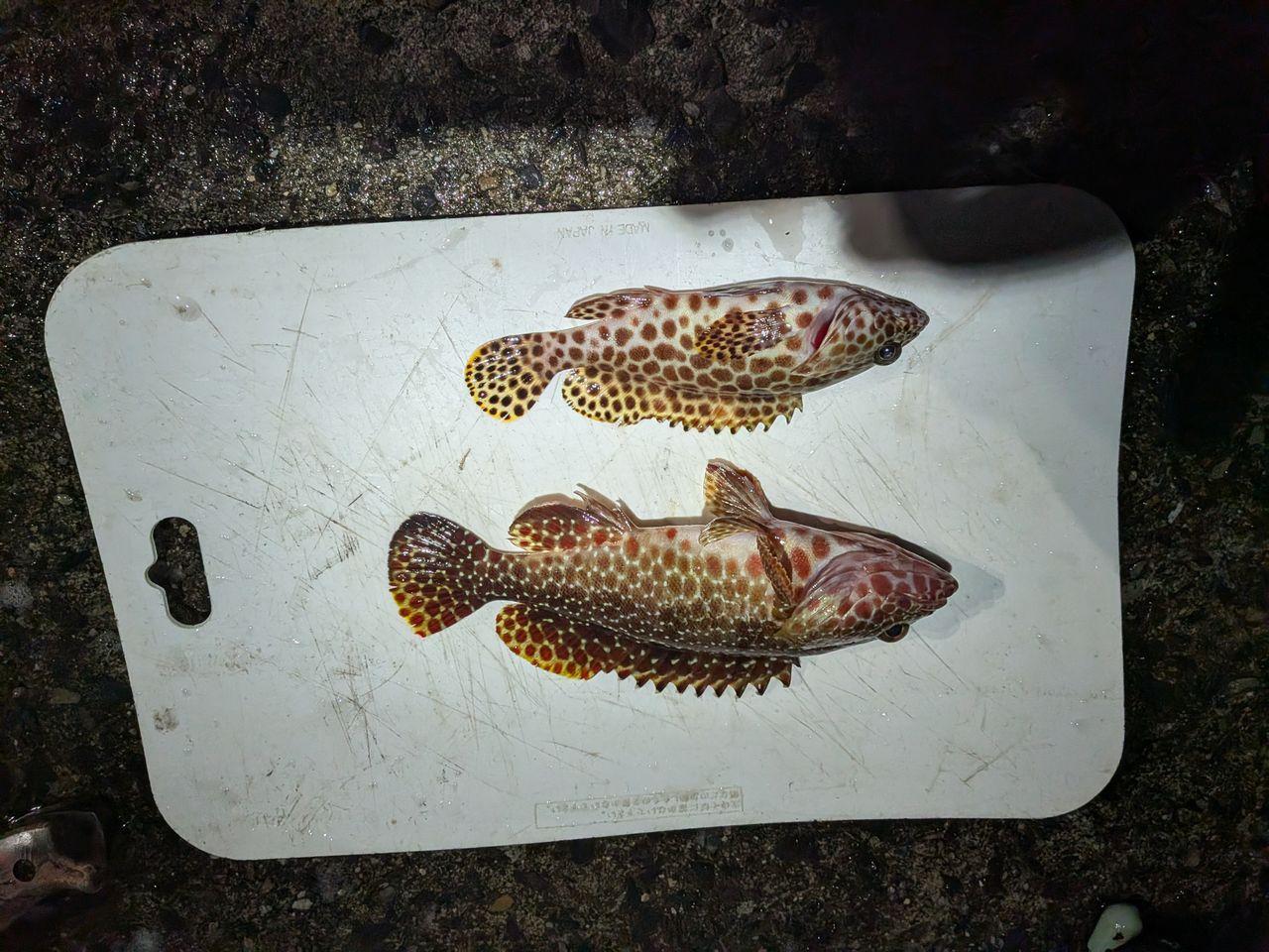 投稿の添付画像