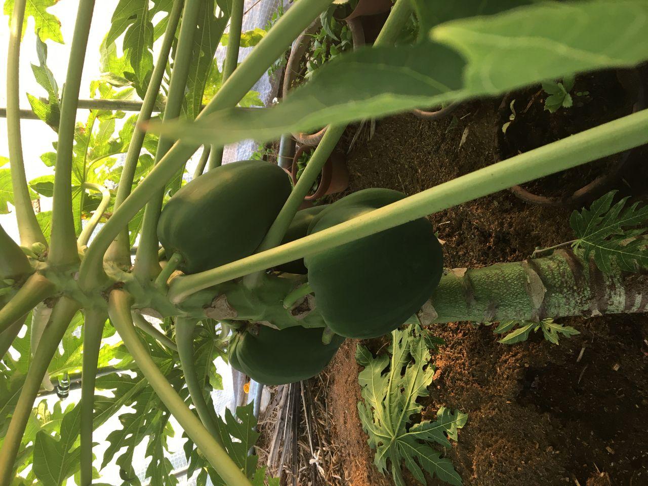 投稿の添付画像