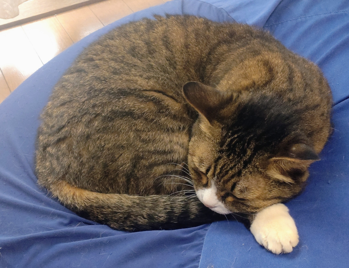 投稿の添付画像