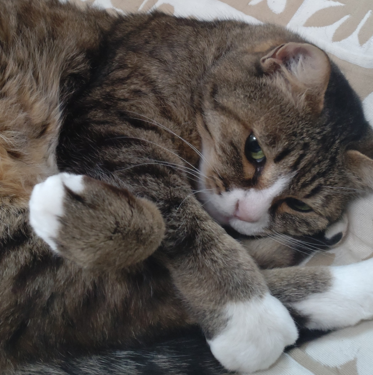 投稿の添付画像