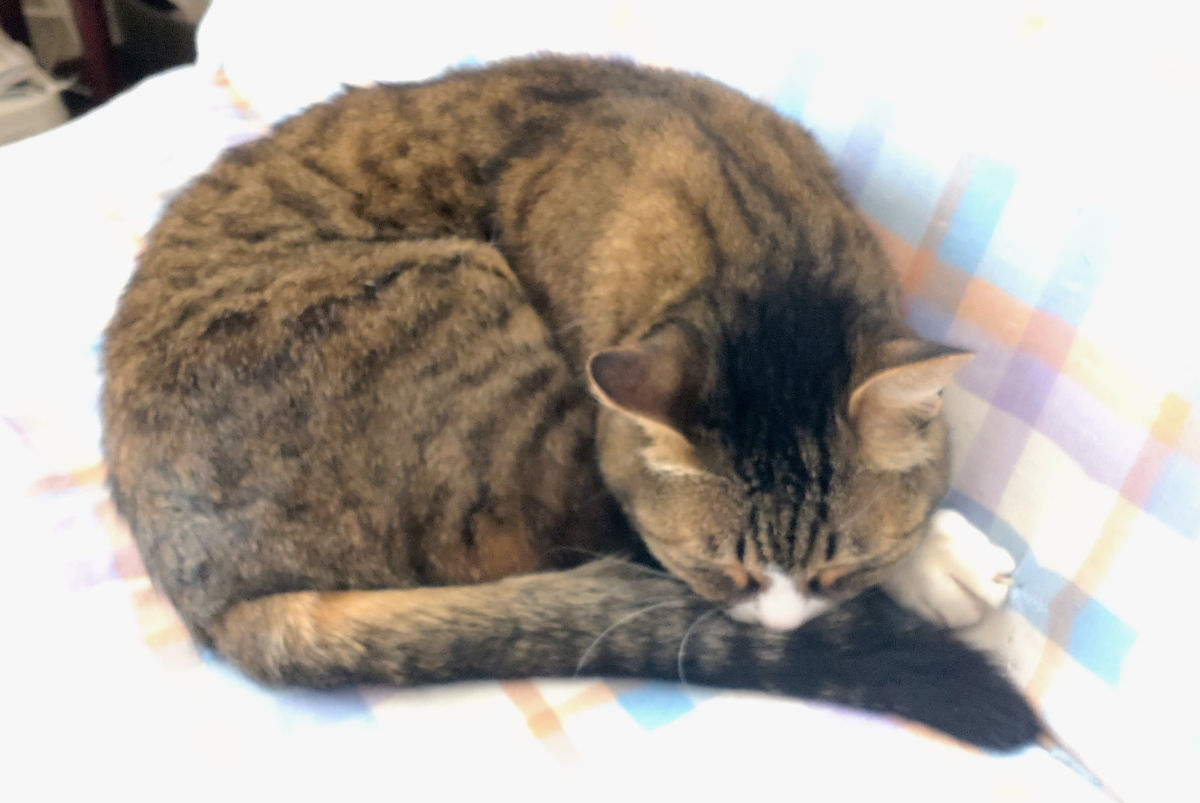 投稿の添付画像