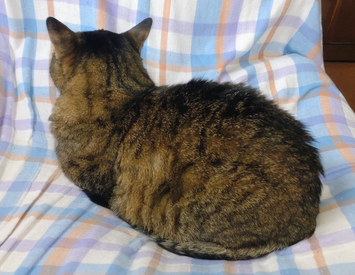 投稿の添付画像