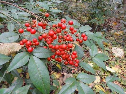 投稿の添付画像