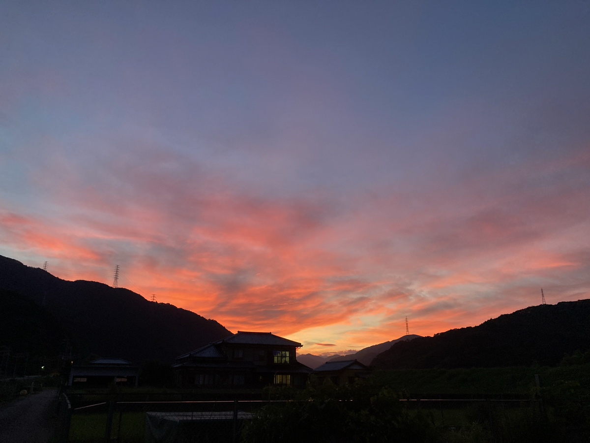 投稿の添付画像