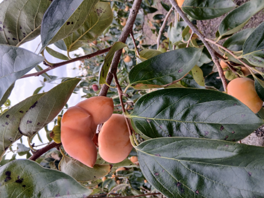 投稿の添付画像