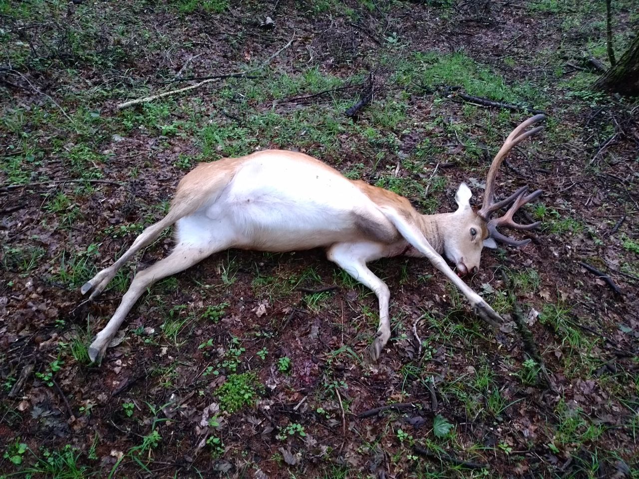 No 7514 鹿撃ち終わった 富士山の鹿 賢者のふりした極悪よ集え 株式掲示板 Yahoo ファイナンス掲示板