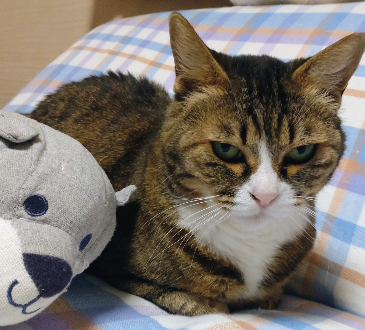 投稿の添付画像