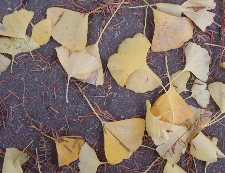 株)QPS研究所【5595】：掲示板 - Yahoo!ファイナンス