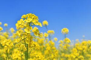 NANO ホールディングス(株)【4571】 え~やんけ (*^-^*)