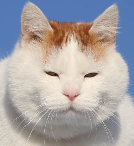 ♪株喫茶♪ 【この板は～】 いえいえ この板は～ ヤフーが認定するFX板でやす（笑） 皆ちゃまは株子板かもしれや