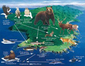 レーザーテック(株)【6920】 沖縄よりも知床ですじゃーーー❗