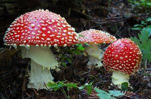 レーザーテック(株)【6920】 ハスキーこのキノコも取ってきたンゴ。 必死に危険な崖降りて取ってきたンゴ。