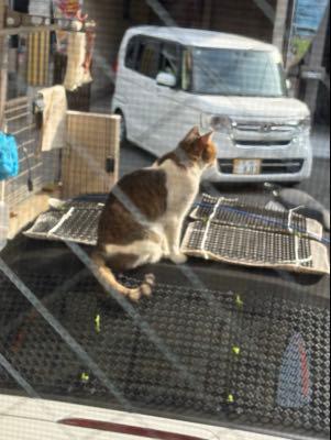 マツダ(株)【7261】 ロードスターは最高👍 コペンla400からロードスターに乗り換えました 何といっても近所の地域ネコ🐈が喜んでます🤣 黒い布製の屋根 新品のお布団が来たみたいで毎日昼寝しに来てますね!😭毛だらけになる MAZDAはひさしぶりです、初代ファミリアと MPV以来です