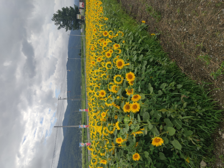 ウエルシアホールディングス(株)【3141】 ウエルシア良いね