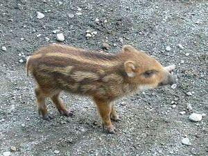 任天堂(株)【7974】 うり~ぼう!