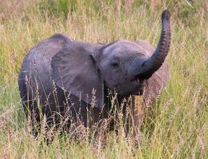 任天堂(株)【7974】 2500万台もゾウさんして大丈夫なの？ ぱお～ん