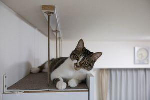 サンケイリアルエステート投資法人【2972】 世界の金利が下がってきました。 御蔭で、リートの株価が上がっています。 上がってきても、ここサンケイリアルは、分配金利回りが、5.04%も有ります。 ヨシ子は、銘柄数が多いので、少し整理するために売りましたが、今売るのは、もったいない気もします。 サンケイリアルエステート投資法人 @80900円×1株買(2023年03月16日) @80000円×1株買(2023年03月20日) @99700円×2株売(2025年10月21日)