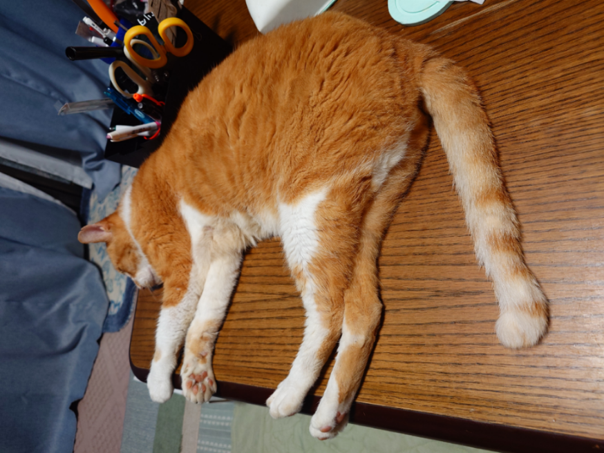 妖精のbar!! 大引けマイ転で滅🐈💨