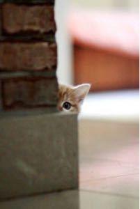 (NEXT FUNDS)建設･資材上場投信【1619】 ,