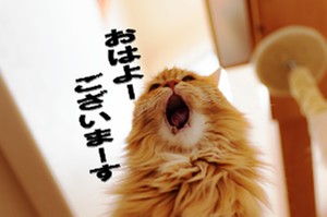 サロンくつろぎ おはよう(^^)  今日は曇り時々雨です。  梅雨前線の最後のあがきかな？ 最高気温30度 最低気温24度 の予報です。  雨は、酷いときは夜の 家に済んだかな？ 明日は晴天の予報だよ  さぁ今日も1日頑張りましょう。