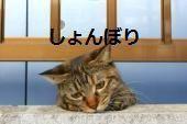 サロンくつろぎ おはよう(^^) 晴れ時々雨の予報です。 が、今は止んでる 晴れは嘘だろうね 雨が休憩中みたいだよ😄😄 最高気温28度 最低気温20度 の予報です。 いきなり温度が下がると 身体が追い付きません 鼻がムズムズするよ さぁ今日も1日頑張りましょう。