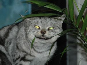 (株)オリエントコーポレーション【8585】 2011年 2月22日 ニュージーランド M6.3 3月9日 11:45 三陸沖 M7.3 震度5弱 3月11日 14:46 東日本大震災 M9.0 震度7 2016年 11月13日 ニュージーランド M6.2 11月22日 05:56 福島 M7.3 震度5弱 ←今ここ 気を付けるんじゃ!