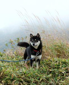 東海旅客鉄道 ２歳の頃と比較いたしますと 白髪のおじさん犬になられましたね。 やれやれ。
