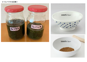 Café ☕〖☺️SMILE☺️〗 サリたんはシソを上手に育てることができて ジャングルにしたのでございまするね(^^)  みいたろう方面ではシソ25本もありまする、、 前の失敗はなんだったの？ぐらいにシソは成功したでする。  困ったみいたろうはジェミニと話し合って バジルもシソも細かく切ってオイルに漬けることに。  フードプロセッサーとか買うのは嫌だと ジェミニに言ったらすり鉢は提案されて現在すり鉢を吟味中。  画像の通り1000円のか5000円のか迷っていて サリたんの状況をお聞きして1000円のにしようと 思ったでする。  みいたろうも遠からずシソを減らす気しかしませぬ(/ω＼)