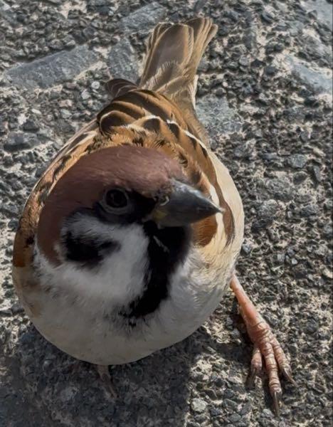 不二サッシ(株)【5940】 恩株を育てているのじゃよ