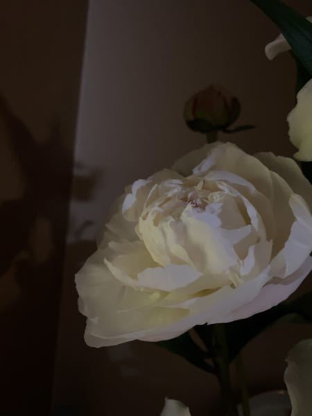 迷えるコウモリ 咲いたよ