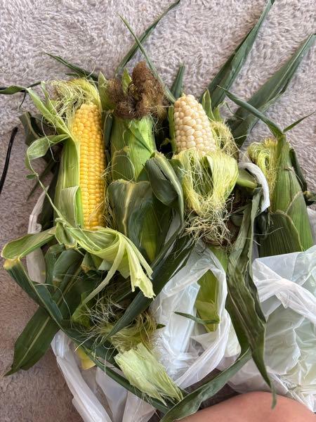 よさあげaの部屋 とうもろこし🌽貰いました^ ^ 白は初めてです。