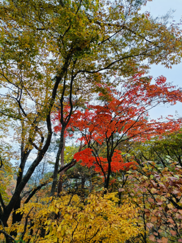 インベスコ 世界厳選株式＜H無＞(毎月決算型)【18312991】 プラ転したから炎の呼吸ぞ！綺麗だ！