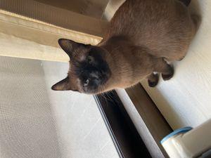 HMTサポーターズ倶楽部　（売り煽り禁止） 切山椒さん、ご無沙汰してます。ラクが3人も笑 最初で最後のオフ会懐かしいですね。あの頃はベースにアベノミクスがあったから皆さん順調で夢がありましたね。 最近は特に左側の遠近感が不安になり小さな車への買い替えを検討しています。横幅1800未満、安全装置充実、できれば4駆、、、まじでスズキブロンクスで迷ってます。 ペットは年収一千万円に相当するくらいの癒し効果があるとよく書かれていますが本当でした笑笑