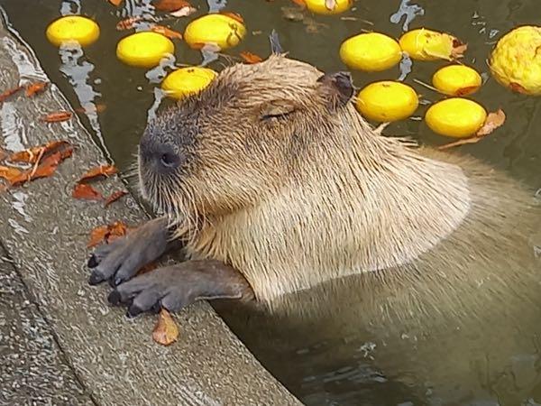 (株)ショクブン【9969】 のんびりやの〜
