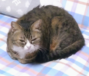 (株)No.1【3562】 優待に釣られて買ったけど、正直ここまで伸びるとは思わなかったニャン😺 ナンピン効果も有って余裕の含み益😺 権利落ちで落ちる心配はあるけど、3口プラス・αで持ってて、権利前にα売って、落ちたらまたα追加すれば良いだけニャン😺