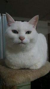 (NEXT FUNDS)日経平均インバース上場投信【1571】 　昨日、ここを買えていました。 　この銘柄（１５７１）は、少ない資金で買えるので、全て失っても勉強代と思ってチャレンジしてみました。  ＠２３９４円&times;１株買（２０１５年３月１７日）  　昨夜のダウ平均は、少し下げていますが、これからの日経平均はどうなるでしょう。