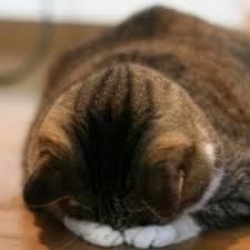 理で詰めて最後に添えるのが情 え~? のうてんさんの呼びかけに応じなかったかな? コロナ感染の第一波のピーク前後、全く掲示板に顔出ししない期間があったんだけど、それでも、返事くらいはしていたつもりだったけど。 そんな失礼なことをしていたとは、申し訳ありませんでした。 火吹き達磨の銅像が靖国神社にあるの知っている? よく学生時代、神社内で遊んだり、最近でも靖国神社内の遊就館には時々行くんだけど。