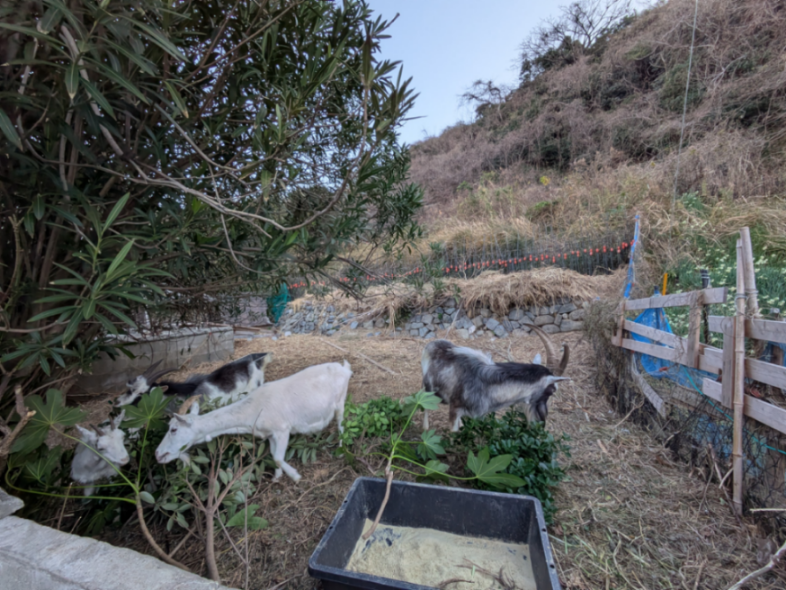 (株)エス・サイエンス【5721】 追加 私の良き伴侶です。 今朝は磯柴とどんぐりと米糠と屑米です。🤗😋🦆☁️🌊🌀🐐